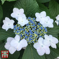 Hydrangea macrophylla 