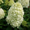 Hydrangea paniculata 