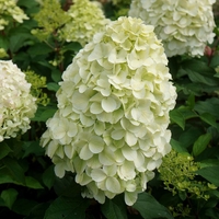 Hydrangea paniculata 