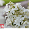 Hydrangea paniculata 