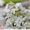 Hydrangea paniculata 