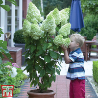 Hydrangea paniculata 