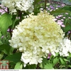 Hydrangea paniculata 