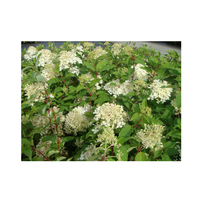 Hydrangea paniculata 