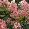 Hydrangea paniculata 