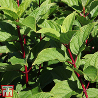 Hydrangea paniculata 